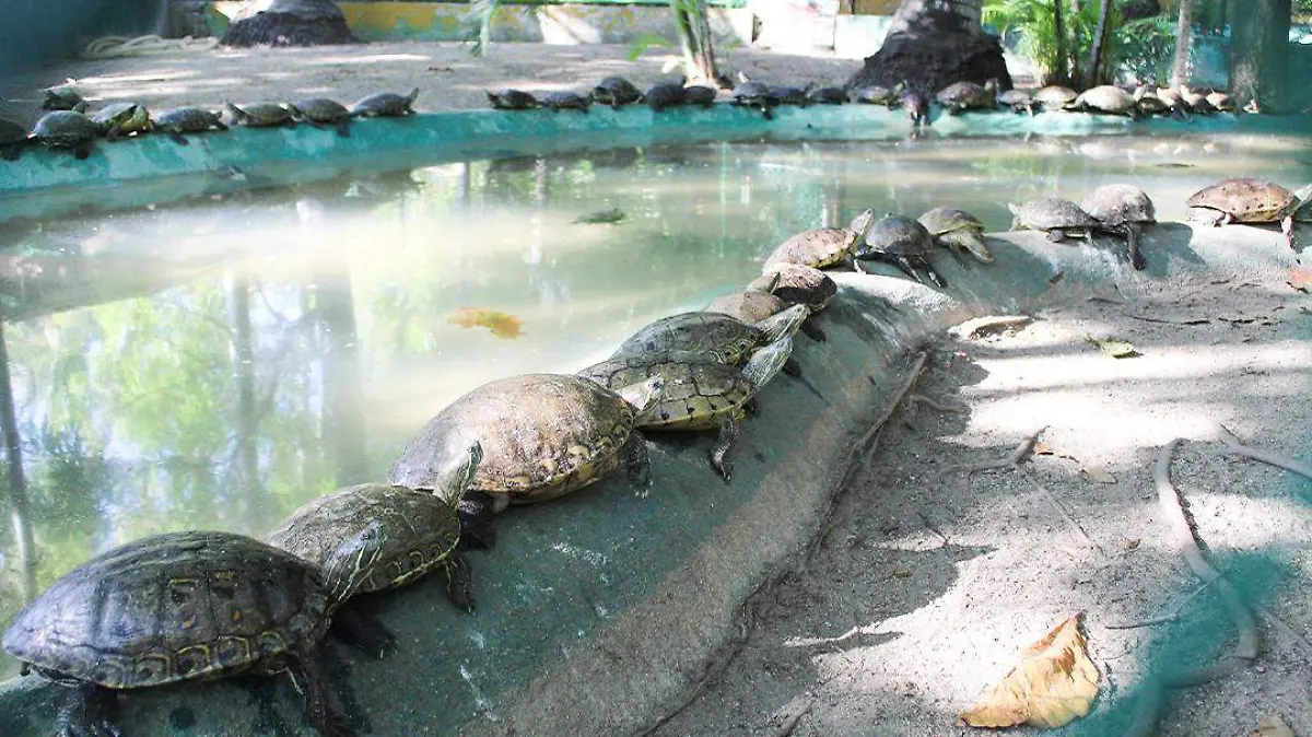 parque papagayo2